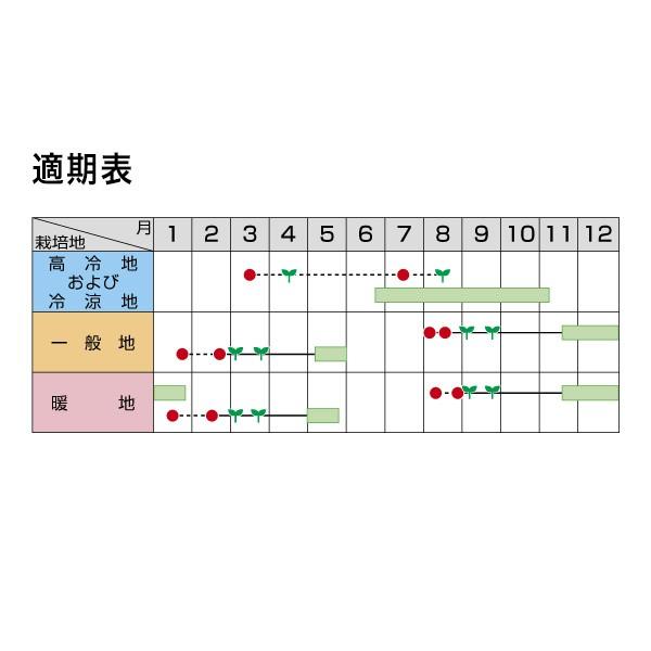 野菜の種/種子 おはよう ブロッコリー 2000粒（大袋）サカタのタネ