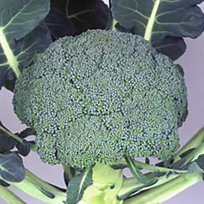 野菜の種/種子 グランドーム ブロッコリー 2000粒（大袋）サカタのタネ 種苗（メール便発送/大袋）｜vg-harada