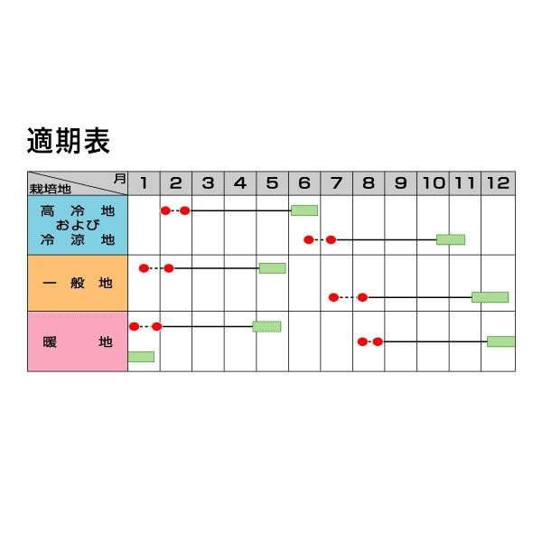 野菜の種/種子 グランドーム ブロッコリー 2000粒（大袋）サカタのタネ 種苗（メール便発送/大袋）｜vg-harada｜02