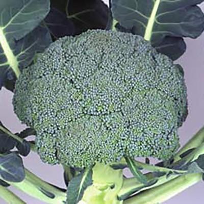 野菜の種 種子 グランドーム ペレット5000粒（大袋）サカタのタネ