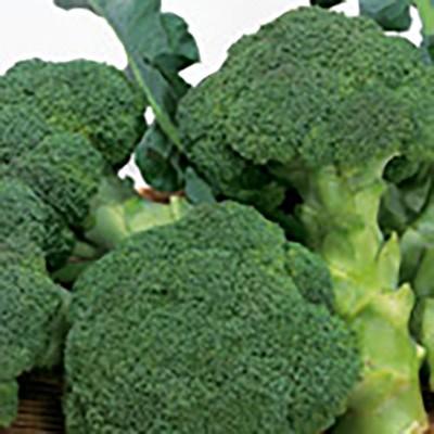 野菜の種/種子 ピクセル ブロッコリー 2000粒（メール便発送/大袋