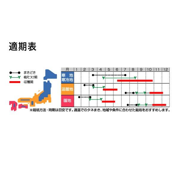 野菜の種/種子 ピクセル ブロッコリー 2000粒（メール便発送/大袋