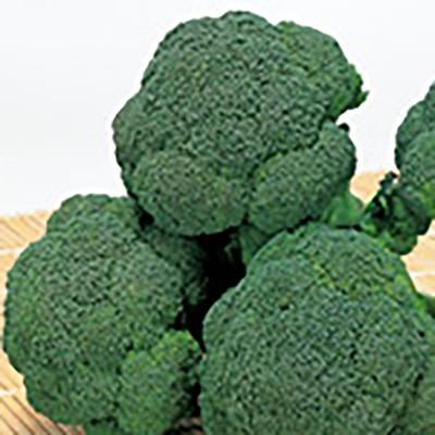 野菜の種/種子 沢ゆたか ブロッコリー ペレット5000粒缶入（大袋）サカタのタネ 種苗