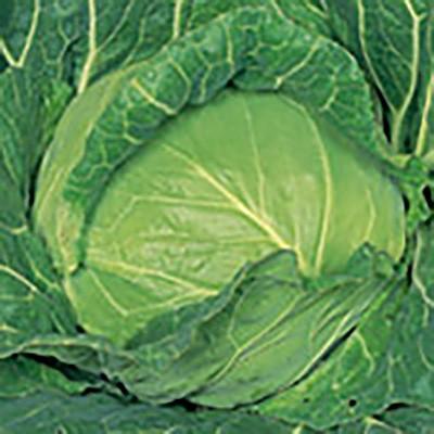 野菜の種/種子 金系201EX キャベツ ペレット5000粒缶入（大袋）サカタのタネ 種苗