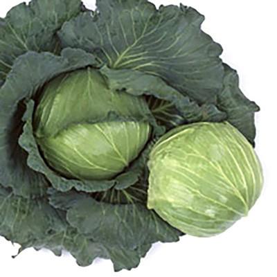 キャベツイザナギ ページ 野菜の種/種子 藍天 キャベツ スイートらら 2000粒（大袋）サカタの