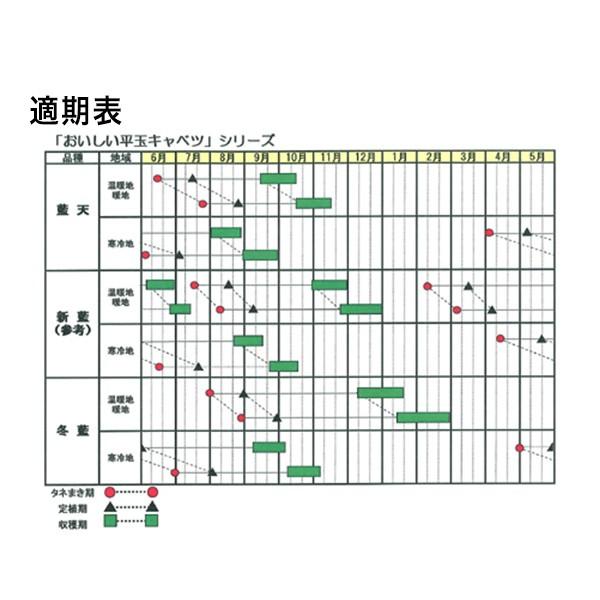 野菜の種/種子 藍天 キャベツ スイートらら 2000粒（大袋）サカタの