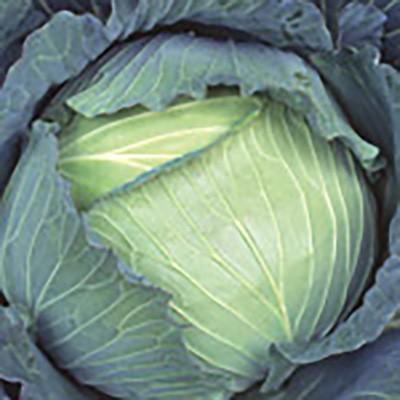 野菜の種/種子 冬藍 キャベツ スイートらら 2000粒（大袋）サカタの