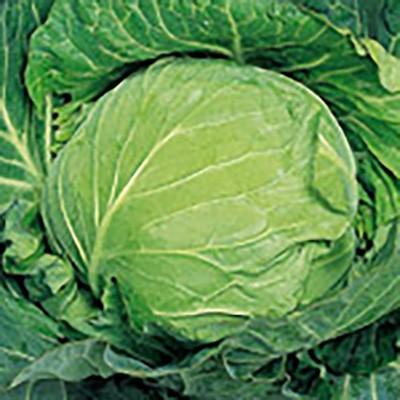 野菜の種/種子 中早生二号 キャベツ ペレット5000粒缶入（大袋）サカタのタネ 種苗