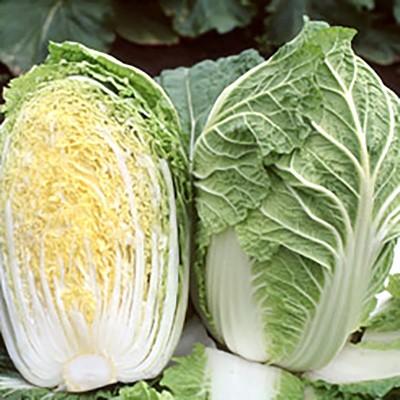 野菜の種/種子 ちよぶき70 ハクサイ 20ml（メール便発送）サカタのタネ 種苗