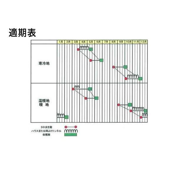 野菜の種/種子 艶帝 チンゲンサイ ペレット5000粒缶入（大袋）サカタのタネ 種苗｜vg-harada｜02