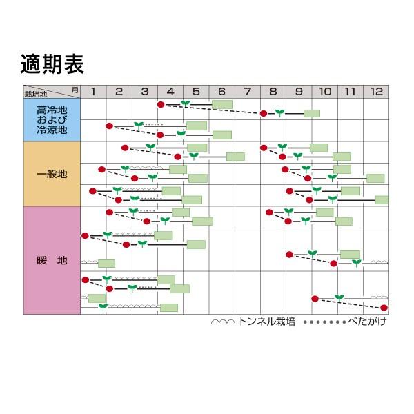 野菜の種/種子 チマ・サンチュ 青かきチシャ ペレット5000粒（大袋）サカタのタネ 種苗｜vg-harada｜02