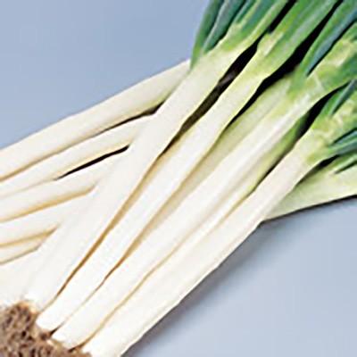 野菜の種/種子 夏扇4号 ねぎ 1dl（メール便発送）サカタのタネ