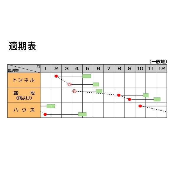 野菜の種/種子 剣舞 小ねぎ 1L（大袋）サカタのタネ 種苗_1