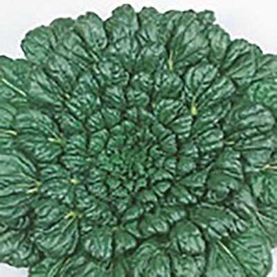 野菜の種/種子 緑彩二号 タァツァイ 1dl（メール便発送）サカタのタネ 種苗
