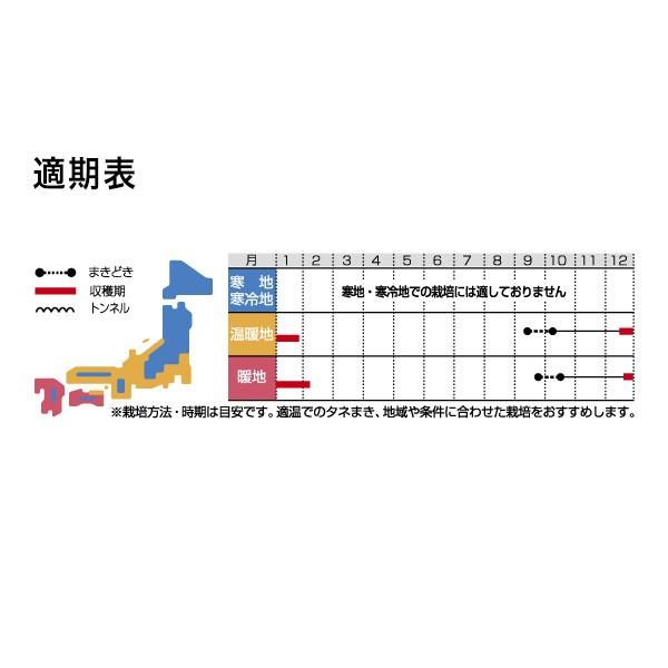 野菜の種/種子 冬しぐれ 大根 2dl（大袋）サカタのタネ 種苗の画像