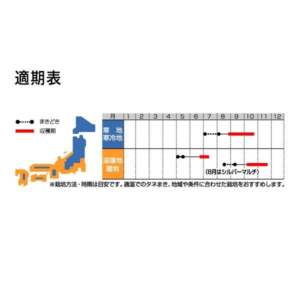 野菜の種/種子 献夏37号 大根 2dl（大袋）サカタのタネ 種苗の画像