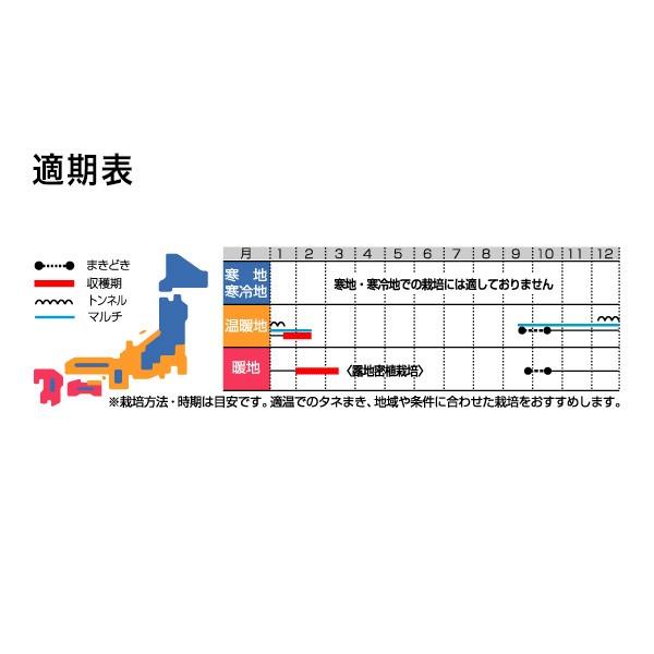 野菜の種/種子 冬みねセブン 大根 2dl（大袋）サカタのタネ 種苗の画像
