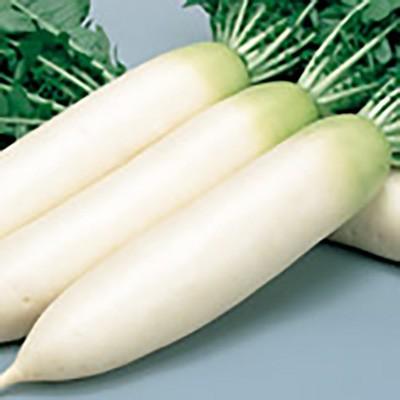 野菜の種/種子 濱のはる 大根 ペレット5000粒（大袋）サカタのタネ 種苗