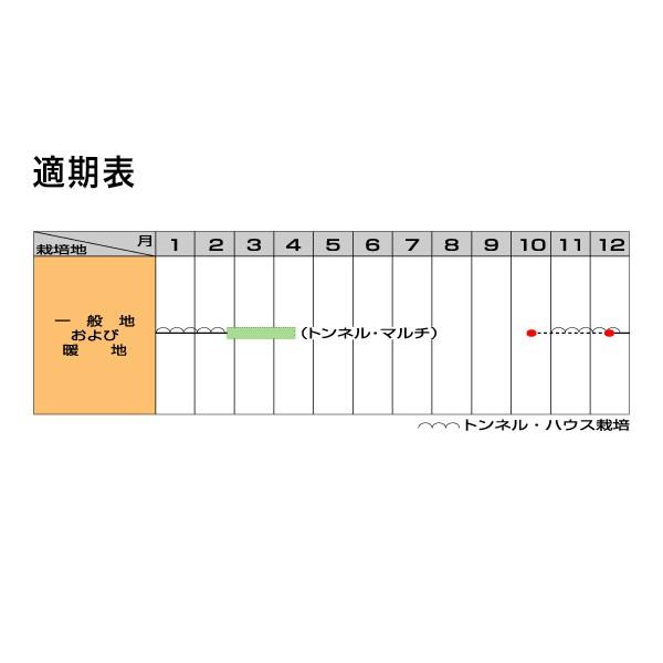 野菜の種/種子 濱のはる 大根 ペレット5000粒（大袋）サカタのタネ 種苗_1