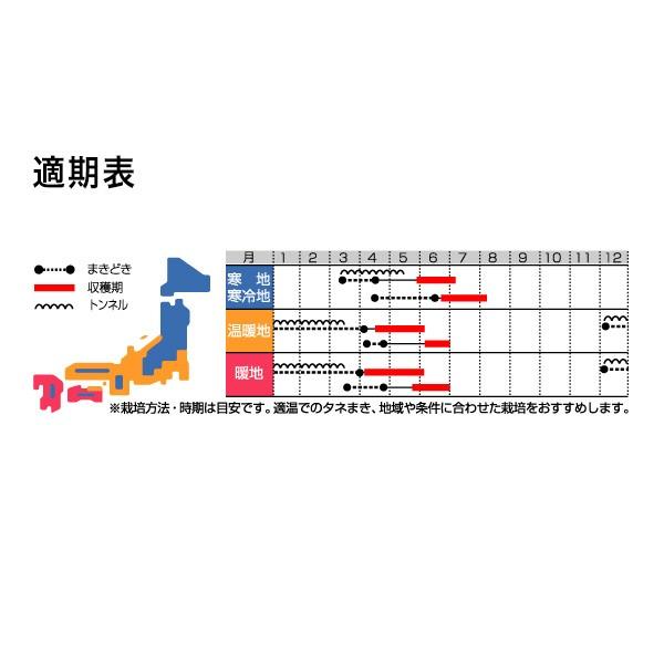野菜の種/種子 天宝 大根 2dl（大袋）サカタのタネ 種苗の画像