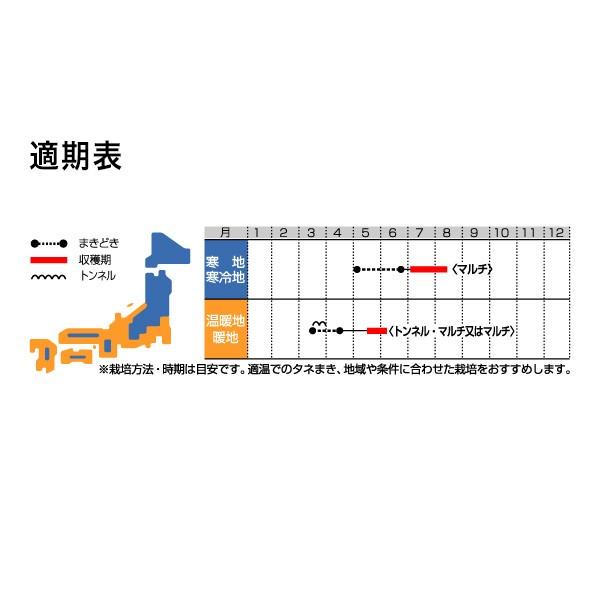 野菜の種/種子 夏のきざし 大根 2dl（大袋）サカタのタネ 種苗の画像