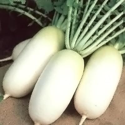 野菜の種/種子 ころっ娘 大根 2dl（大袋）サカタのタネ 種苗