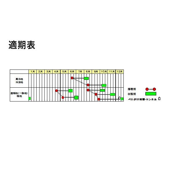 野菜の種/種子 ころっ娘 大根 2dl（大袋）サカタのタネ 種苗の画像