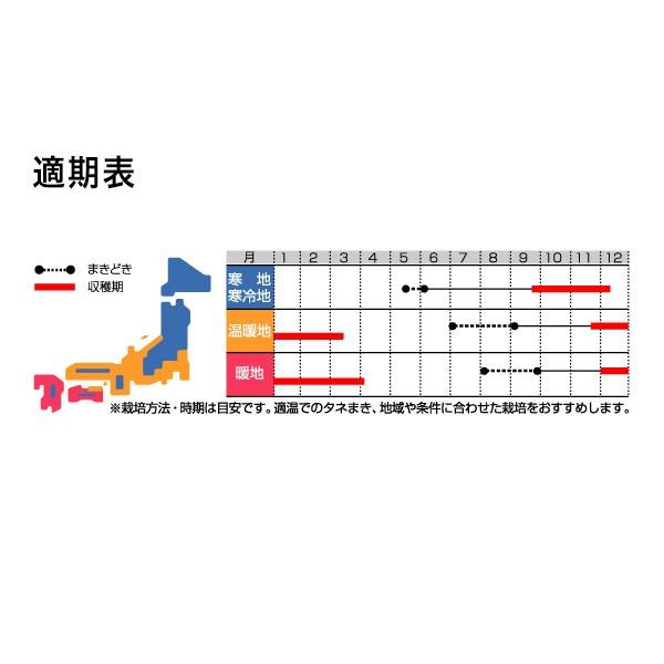 野菜の種/種子 紅あかり ニンジン 2dl（大袋）サカタのタネ 種苗の画像