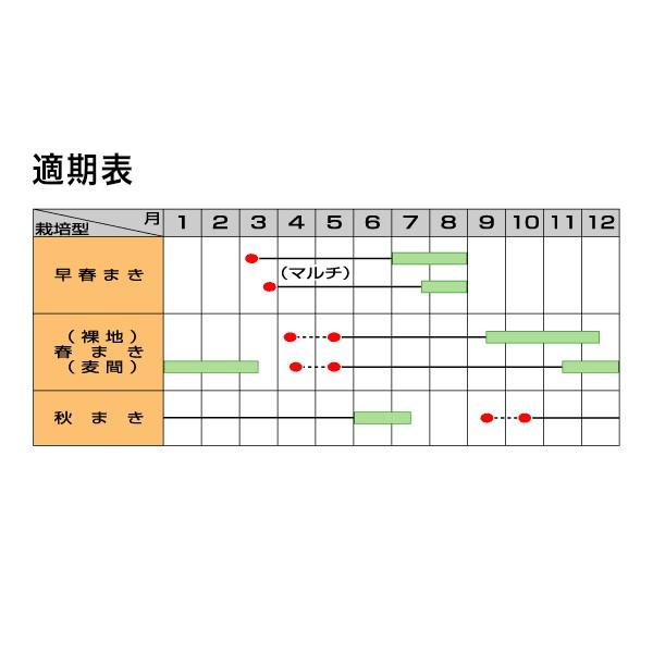 野菜の種/種子 みとよ白肌 ごぼう 1L（大袋）サカタのタネ 種苗の画像
