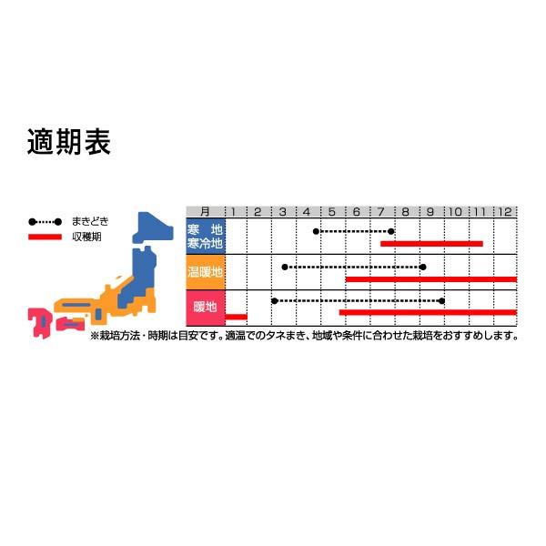 野菜の種/種子 ダイエット サラダごぼう 1L（大袋）サカタのタネ 種苗の画像