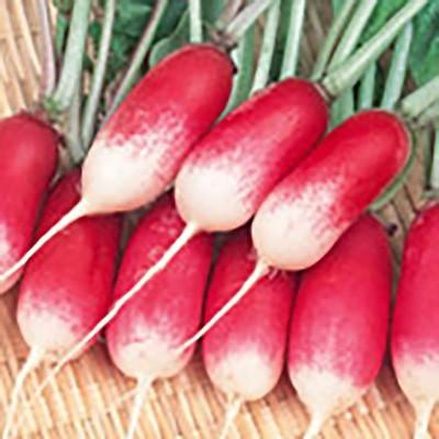 野菜の種/種子 紅白 二十日大根 2dl（大袋）サカタのタネ 種苗