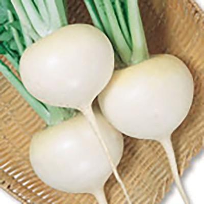 野菜の種/種子 玉波 カブ 2dl（大袋）サカタのタネ 種苗