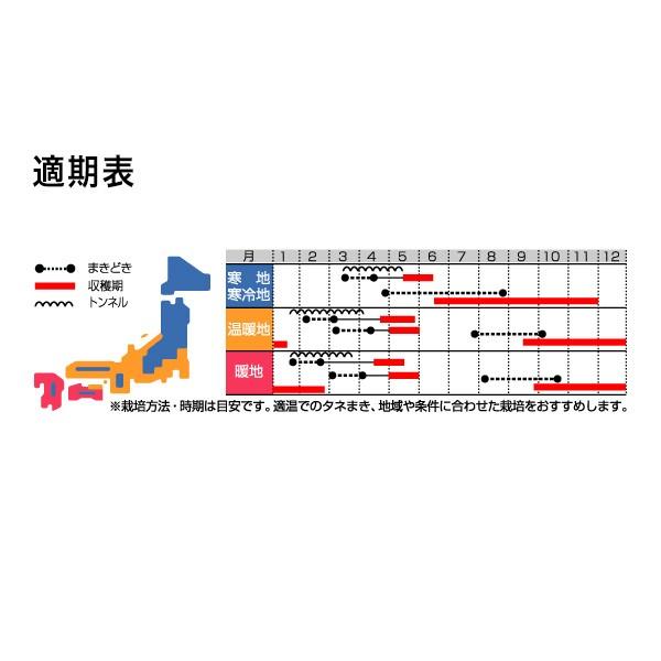野菜の種/種子 玉波 カブ 2dl（大袋）サカタのタネ 種苗の画像