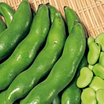 野菜の種/種子 駒栄 そら豆 1L（大袋）サカタのタネ 種苗