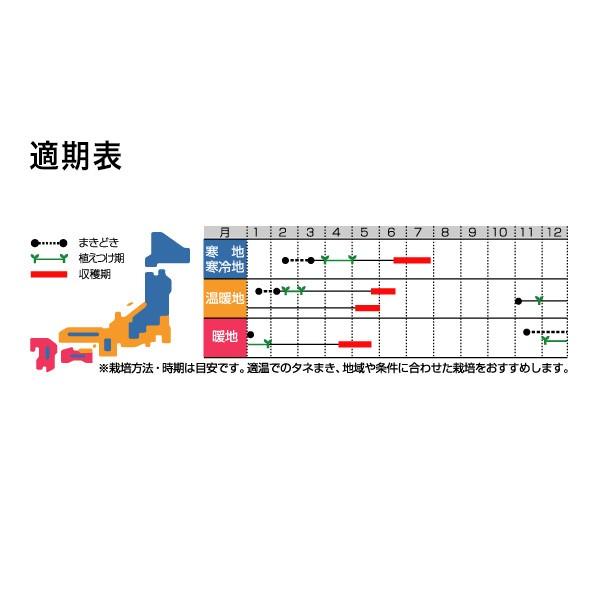 野菜の種/種子 駒栄 そら豆 1L（大袋）サカタのタネ 種苗の画像