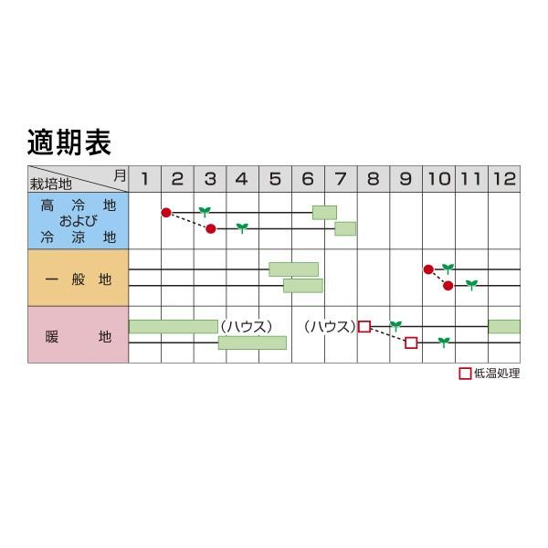 野菜の種/種子 打越一寸 そら豆 1L（大袋）サカタのタネ 種苗の画像