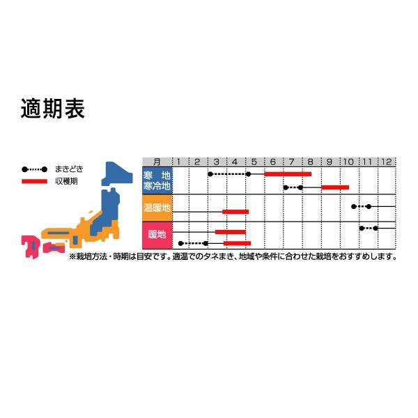野菜の種/種子 あずみ野 30日絹莢 PMR えんどう 1L（大袋）サカタのタネ 種苗の画像