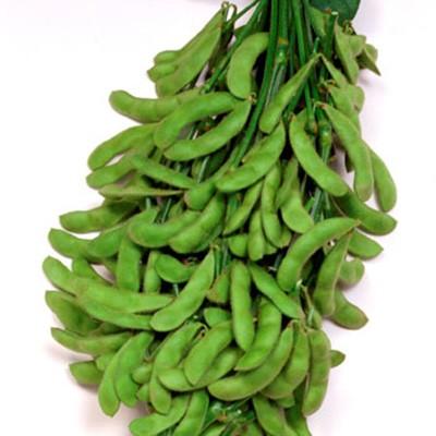 野菜の種/種子 おつな姫 えだまめ 1L（大袋）サカタのタネ 種苗
