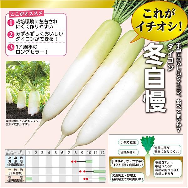 野菜の種/種子 冬自慢 大根 10ml（メール便発送）サカタのタネ 種苗