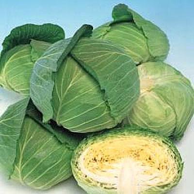 野菜の種/種子 彩風 キャベツ 2000粒（メール便発送）タキイ種苗