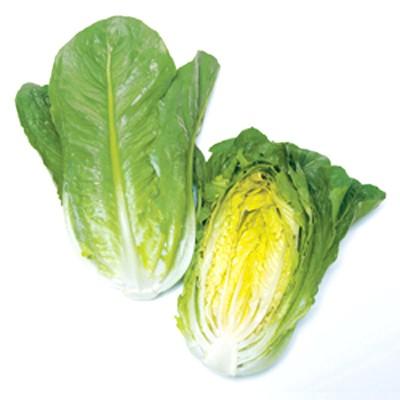 野菜の種/種子 ロマリア（ロメインレタス）・レタス 5000粒（大袋）タキイ種苗