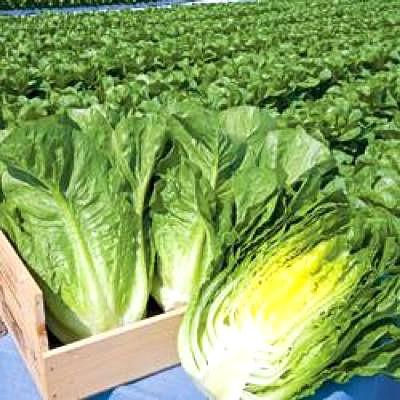 野菜の種/種子 晩抽ロマリア・レタス 5000粒（大袋）タキイ種苗
