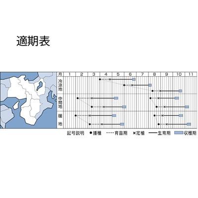 野菜の種/種子 サウザー・レタス ペレット5000粒（大袋）タキイ種苗