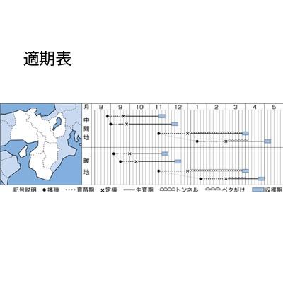 野菜の種/種子 スターレイ・レタス ペレット5000粒（大袋）タキイ種苗