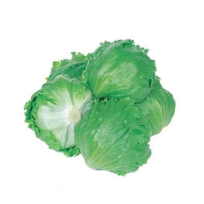 野菜の種/種子 ウィザード・レタス 5000粒（大袋）タキイ種苗