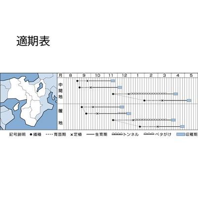 野菜の種/種子 マリア・レタス 5000粒（大袋）タキイ種苗 : ベジタブル