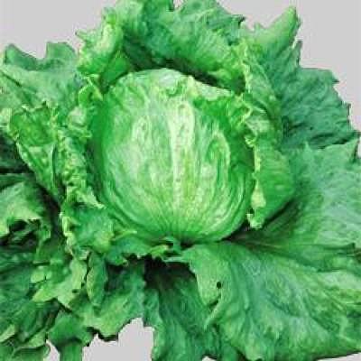 野菜の種/種子 フルバック・レタス ペレット 5000粒（大袋）タキイ種苗
