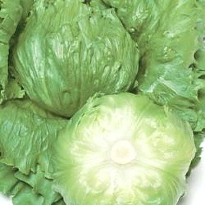 野菜の種/種子 パスポート・レタスペレット 5000粒（大袋）タキイ種苗