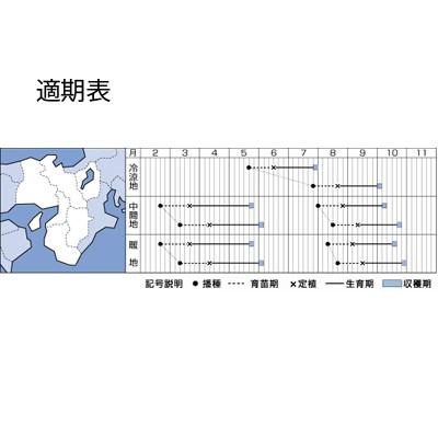 野菜の種/種子 サーマルスター・レタス 5000粒（大袋）タキイ種苗