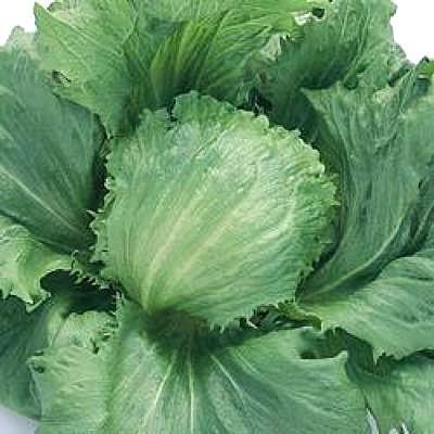 野菜の種/種子 シスコビバ・レタス 5000粒（大袋）タキイ種苗
